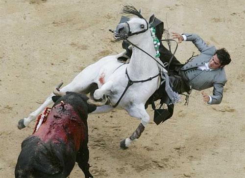 «Прозрение» быка чуть не закончилось трагедией