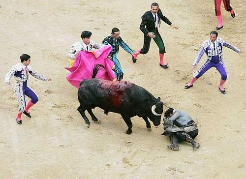 «Прозрение» быка чуть не закончилось трагедией