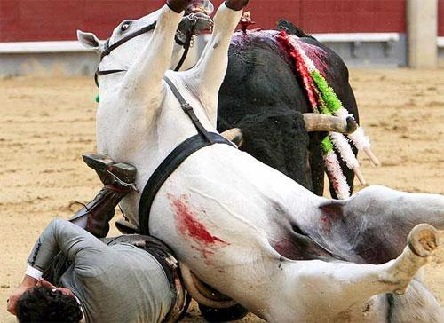 «Прозрение» быка чуть не закончилось трагедией