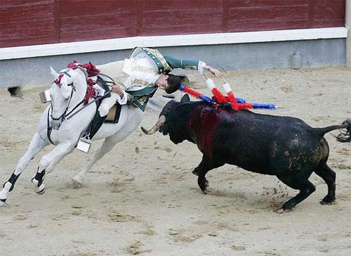 «Прозрение» быка чуть не закончилось трагедией