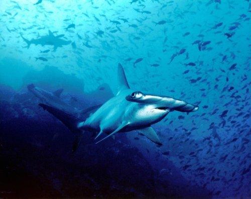 25 малоизвестных фактов про акул