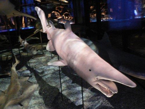 25 малоизвестных фактов про акул