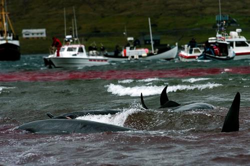 На Фарерских островах идёт бойня дельфинов