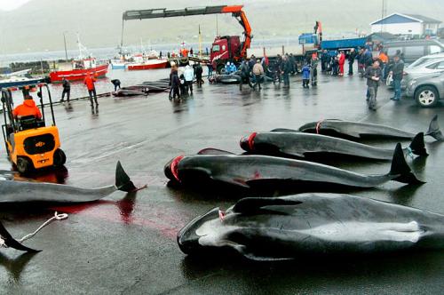На Фарерских островах идёт бойня дельфинов