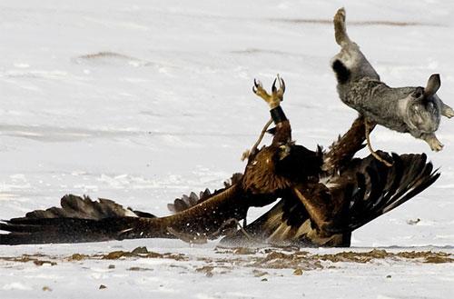 Хищные птицы вышли на охоту