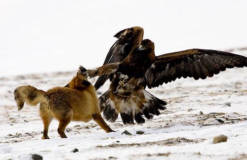 Хищные птицы вышли на охоту