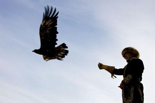 Хищные птицы вышли на охоту