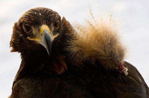 Хищные птицы вышли на охоту