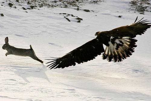 Хищные птицы вышли на охоту