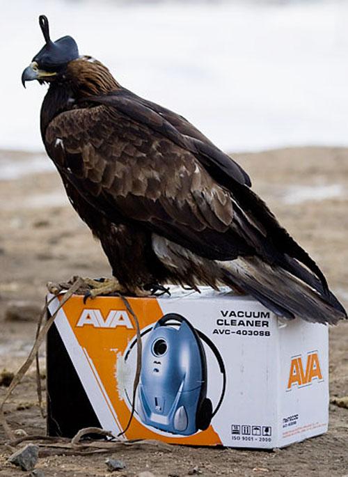 Хищные птицы вышли на охоту