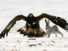 Хищные птицы вышли на охоту