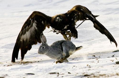 Хищные птицы вышли на охоту