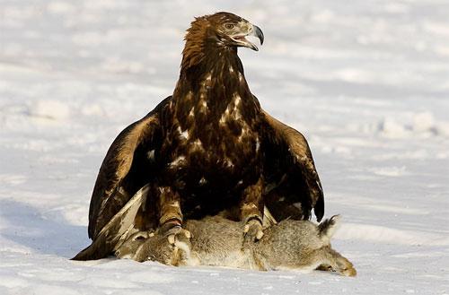 Хищные птицы вышли на охоту