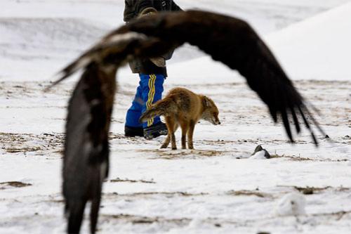 Хищные птицы вышли на охоту