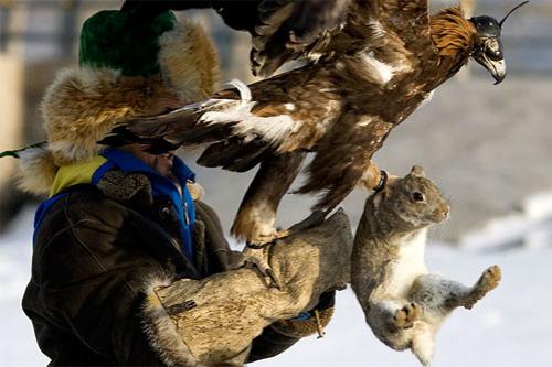 Хищные птицы вышли на охоту