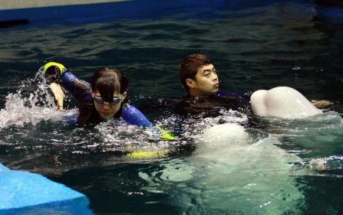 Белуха вытащила ныряльщицу из воды