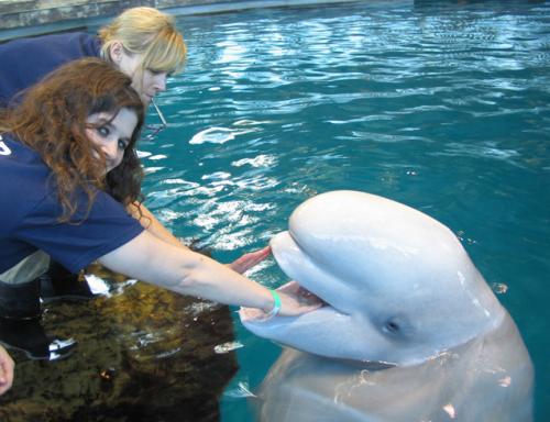 Белуха вытащила ныряльщицу из воды