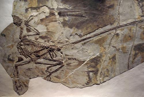 Удивительные мистификации в истории