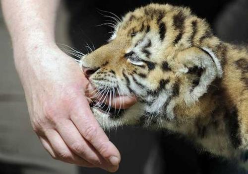 На смену медвежонку Кнуту пришел тигренок Антарес