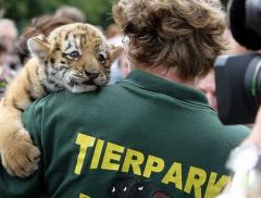 На смену медвежонку Кнуту пришел тигренок Антарес