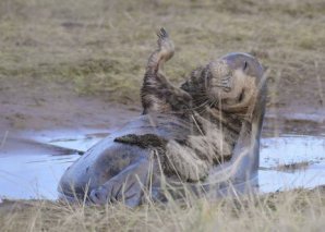 Победители конкурса фотографий Mammal Photographer 2020