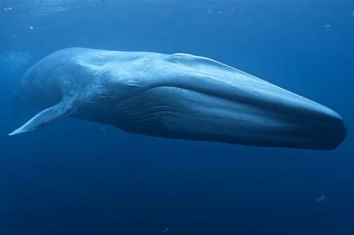 15 самых гигантских животных, когда-либо населявших нашу планету