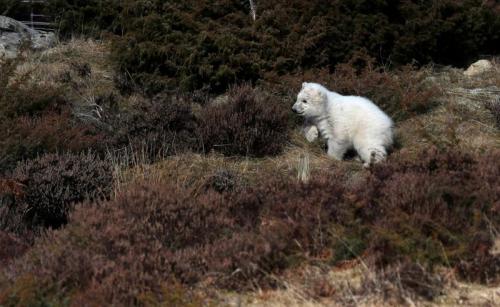 Полярный медвежонок, рождения которого в Британии ждали 25 лет, вышел на первую прогулку с мамой