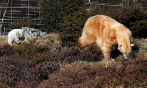 Полярный медвежонок, рождения которого в Британии ждали 25 лет, вышел на первую прогулку с мамой
