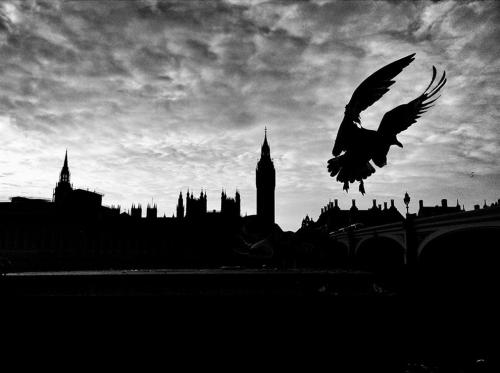 Лучшие мобильные фотографии 2016 года