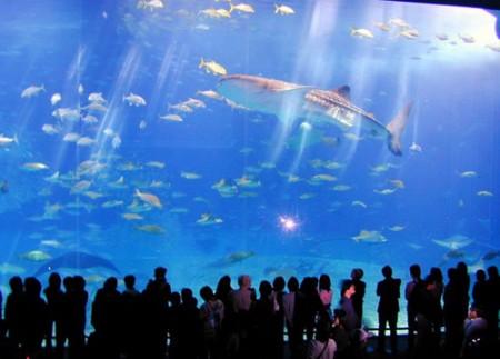 Топ-7 самых больших и необычных аквариумов мира