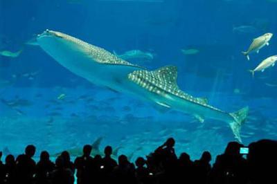 Топ-7 самых больших и необычных аквариумов мира