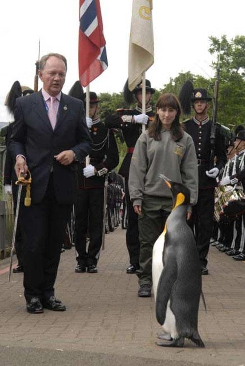 Норвежцы возвели пингвина в рыцари