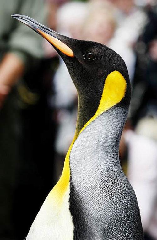 Норвежцы возвели пингвина в рыцари
