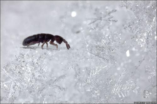 Волк в прыжке "ухватил" фотопремию Wildlife Photographer 2009