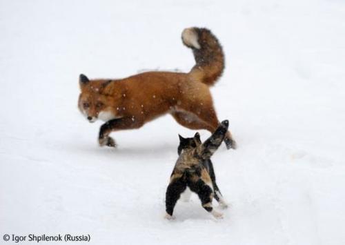 Волк в прыжке "ухватил" фотопремию Wildlife Photographer 2009