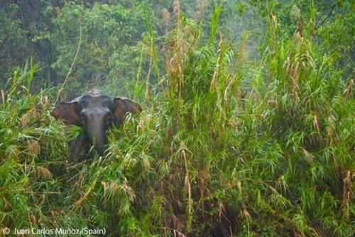 Волк в прыжке "ухватил" фотопремию Wildlife Photographer 2009