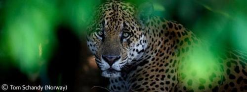 Волк в прыжке "ухватил" фотопремию Wildlife Photographer 2009