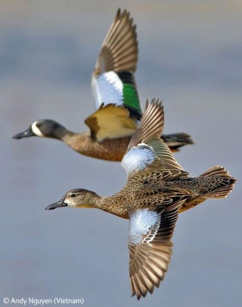 Волк в прыжке "ухватил" фотопремию Wildlife Photographer 2009