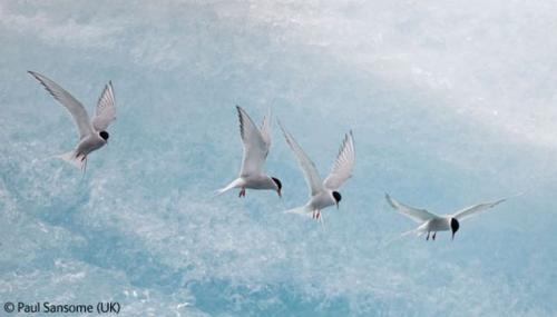 Волк в прыжке "ухватил" фотопремию Wildlife Photographer 2009