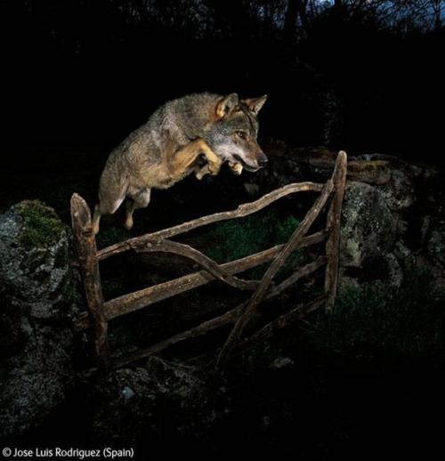 Волк в прыжке "ухватил" фотопремию Wildlife Photographer 2009