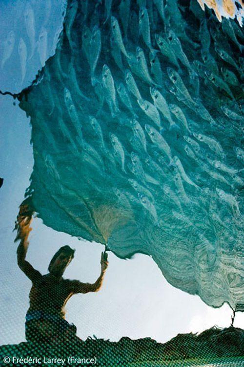 Волк в прыжке "ухватил" фотопремию Wildlife Photographer 2009