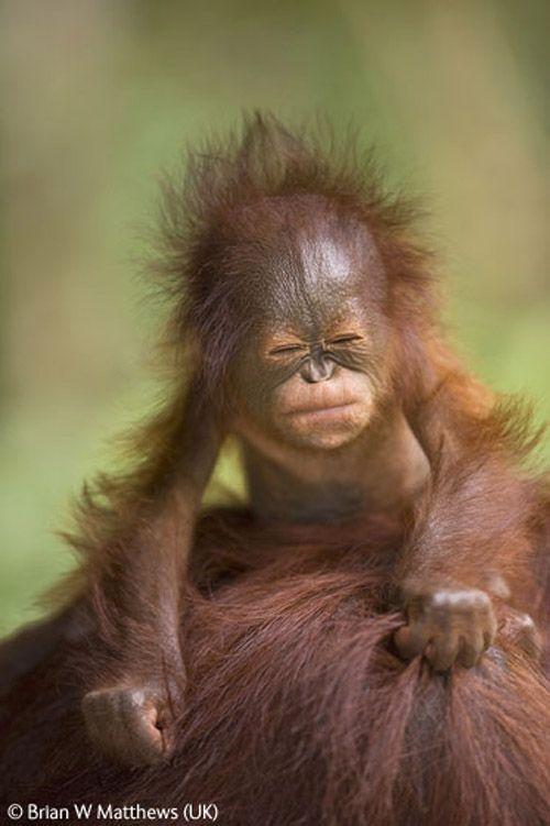 Волк в прыжке "ухватил" фотопремию Wildlife Photographer 2009