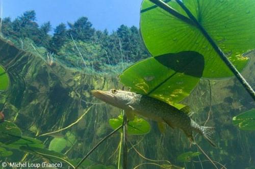 Волк в прыжке "ухватил" фотопремию Wildlife Photographer 2009
