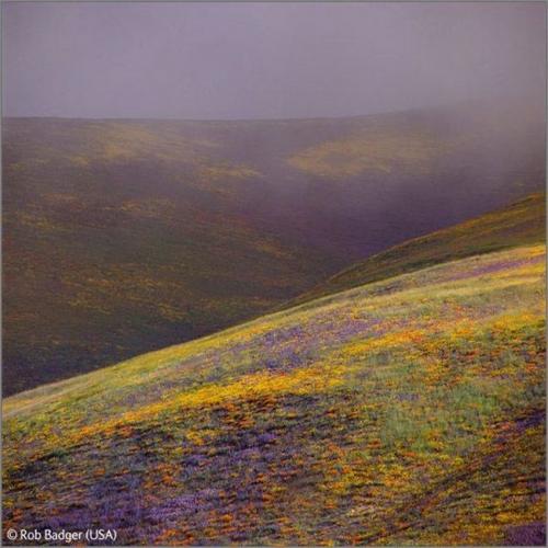 Волк в прыжке "ухватил" фотопремию Wildlife Photographer 2009