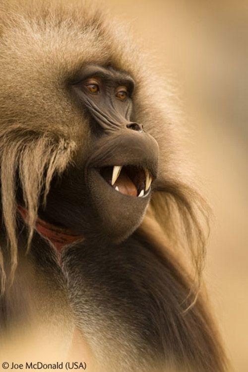 Волк в прыжке "ухватил" фотопремию Wildlife Photographer 2009