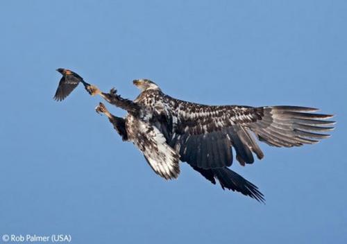 Волк в прыжке "ухватил" фотопремию Wildlife Photographer 2009