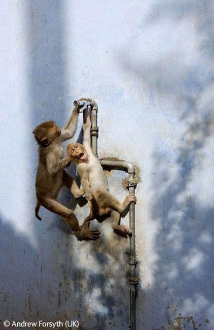 Волк в прыжке "ухватил" фотопремию Wildlife Photographer 2009