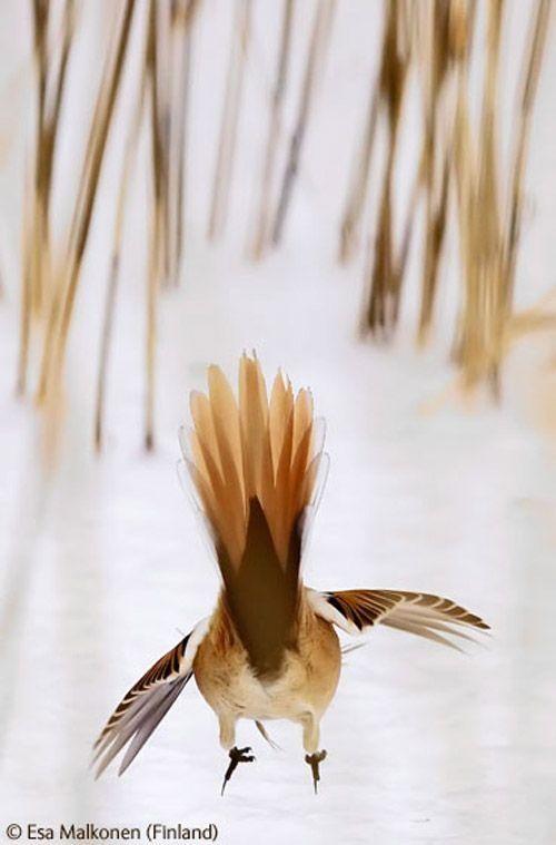 Волк в прыжке "ухватил" фотопремию Wildlife Photographer 2009