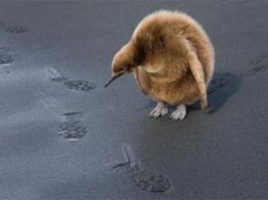 Волк в прыжке "ухватил" фотопремию Wildlife Photographer 2009