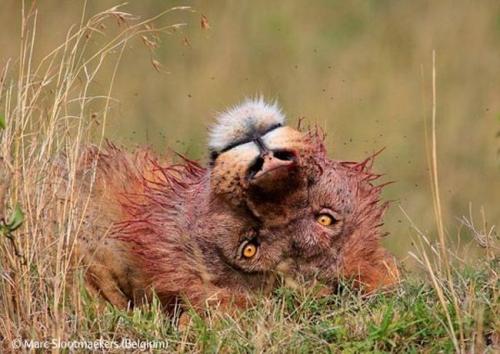 Волк в прыжке "ухватил" фотопремию Wildlife Photographer 2009